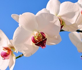 萍乡正规助孕捐卵机构，附正规捐卵机构报名表！